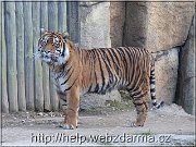 tiger