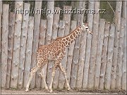 zirafa2