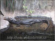 kajmanek