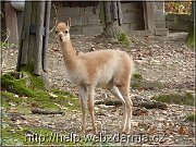 lama
