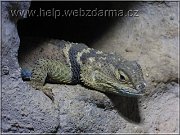 leguan