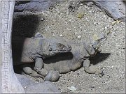 leguan