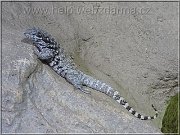 leguanek