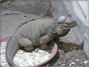 leguan