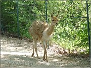 lama