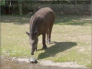 tapir