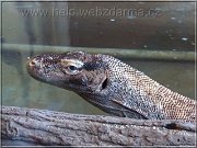 varan
