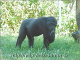 gorila1