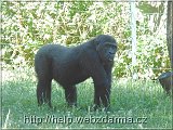 gorila2