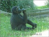 gorila3