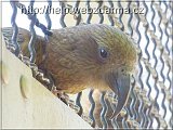 kea