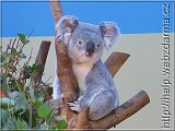 koala