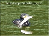 kormoran