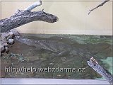 krokodil