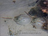limulus