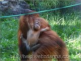 orangutan1