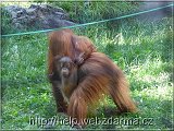 orangutan2