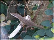 anolis