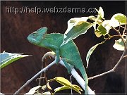 chameleon
