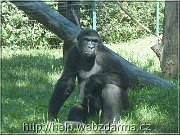 gorila