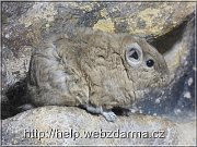 gundi