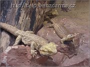 jaster2