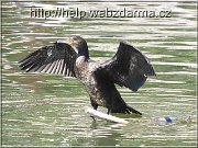 kormoran