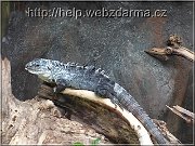 leguan