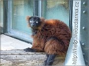 lemur
