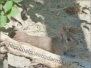 mara