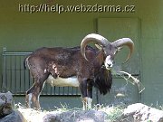 muflon