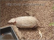 pasovec