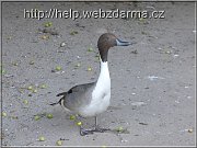 vtak1