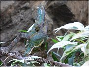 chameleon