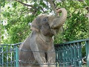 elefant