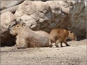 kapybara