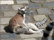 lemur