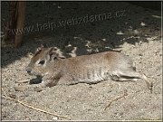 mara