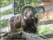 muflon