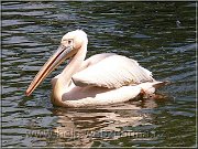 pelikan 1