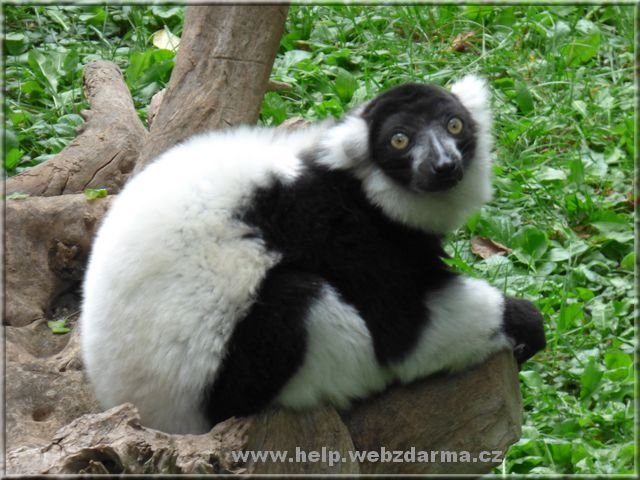 lemur