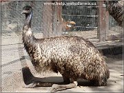 emu