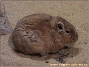 gundi