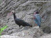 ibis sk