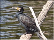 kormoran