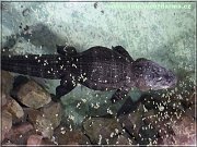 krokodil