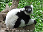 lemur