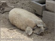 mangalica