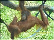 orangutan