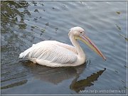 pelikan